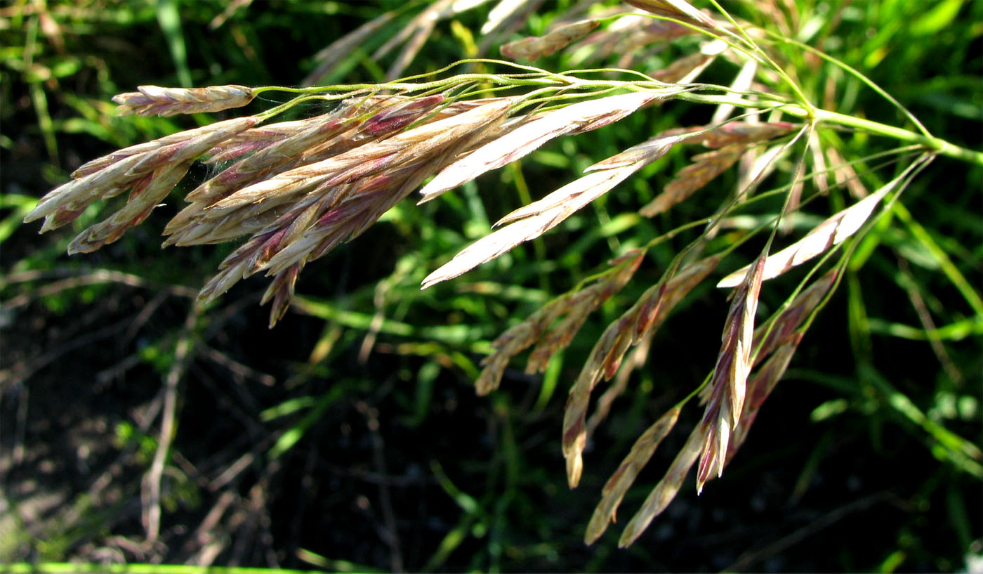 Изображение особи Bromopsis inermis.