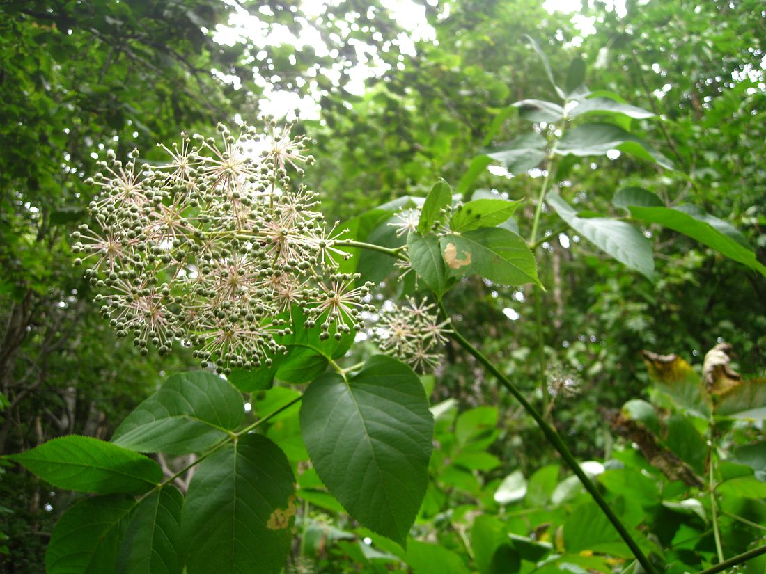 Image of Aralia cordata specimen.