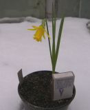 Narcissus munozii-garmendiae