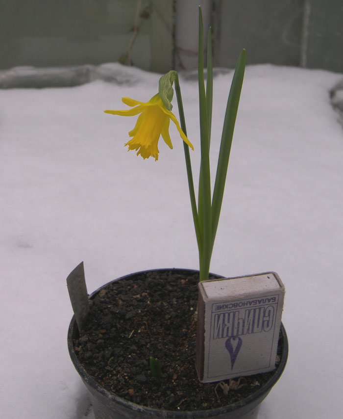 Изображение особи Narcissus munozii-garmendiae.