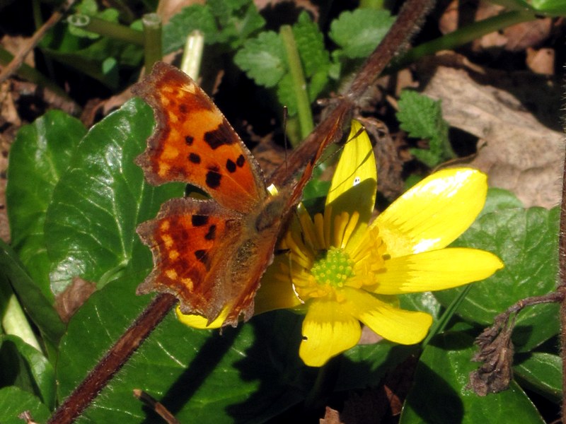 Image of Ficaria calthifolia specimen.