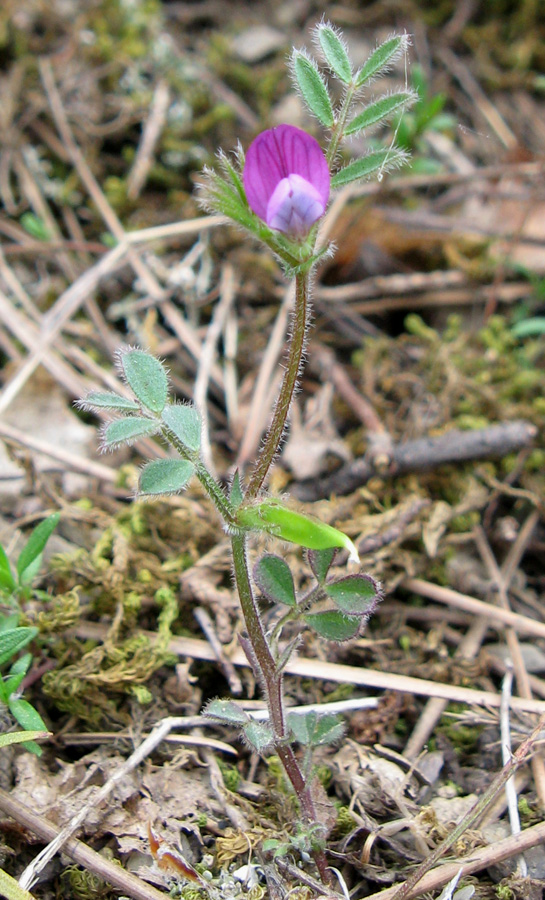 Image of Vicia lathyroides specimen.