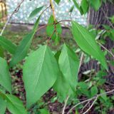 Populus × sibirica