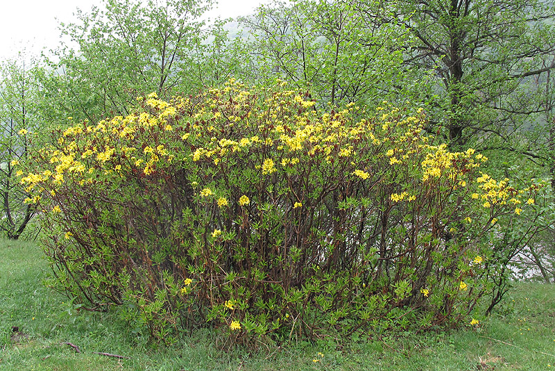 Image of Rhododendron luteum specimen.