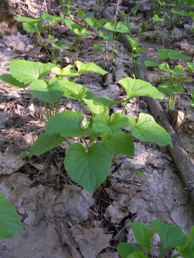 Изображение особи Viola mirabilis.