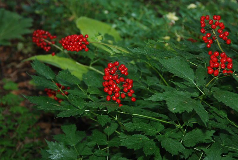 Изображение особи Actaea erythrocarpa.