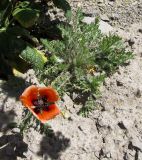 Papaver argemone