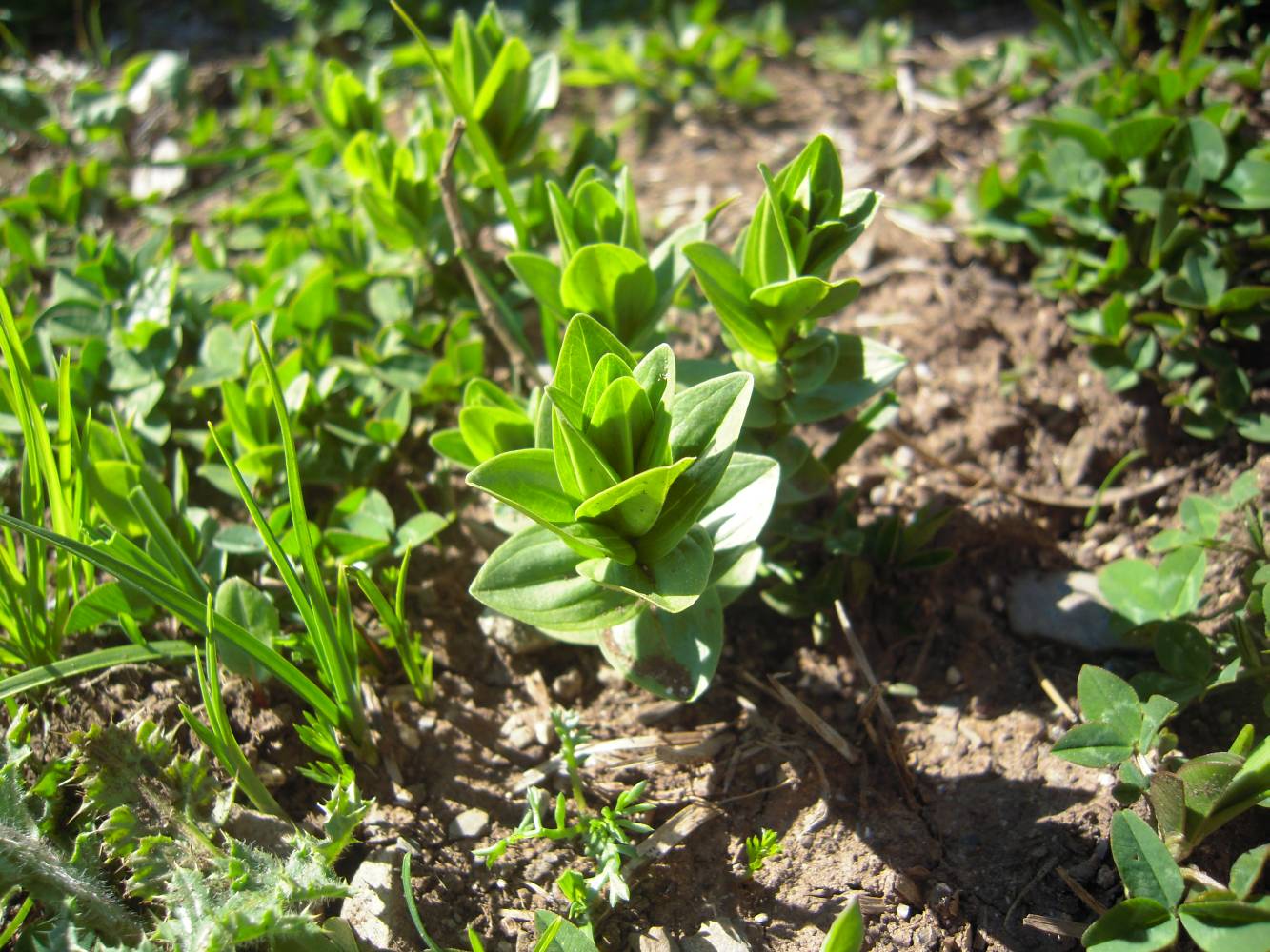 Изображение особи Gentiana septemfida.