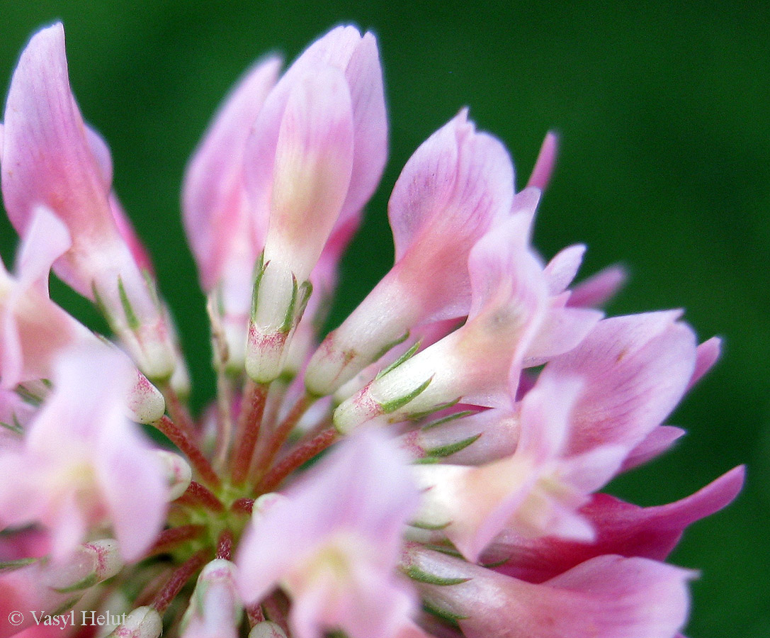 Изображение особи Trifolium hybridum.