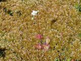 Drosera rotundifolia. Цветущее растение. Иркутская обл., Усть-Илимский район, окр. п. Тубинский, Усть-Илимское вдхр., сплавина. 08.07.2010.