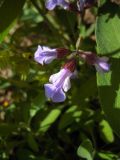 Salvia officinalis