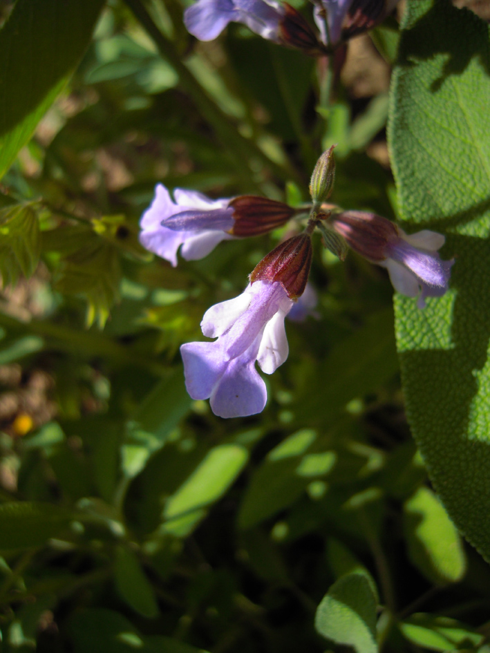 Image of Salvia officinalis specimen.