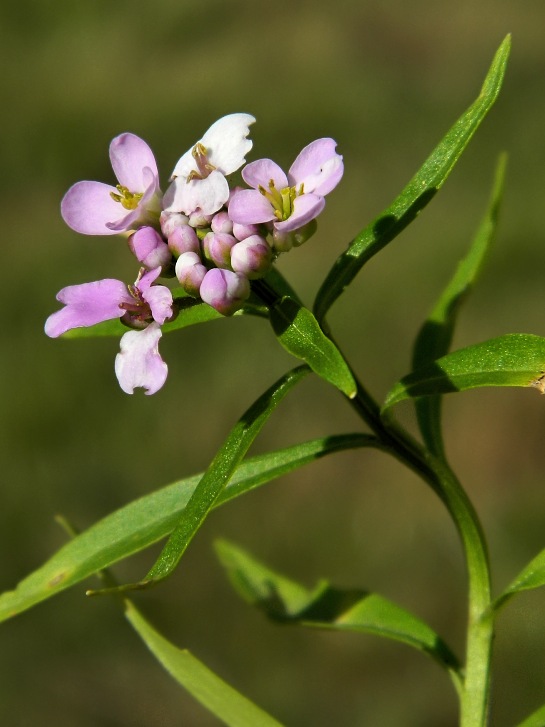 Изображение особи Iberis umbellata.