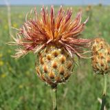 Centaurea rigidifolia