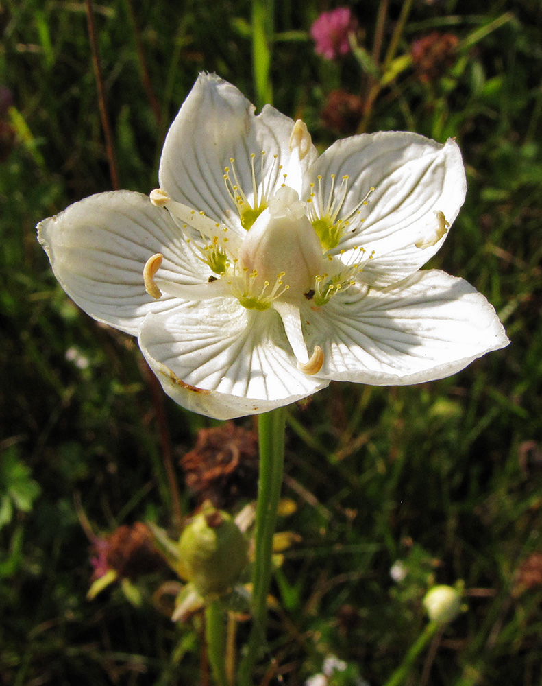 Изображение особи Parnassia palustris.