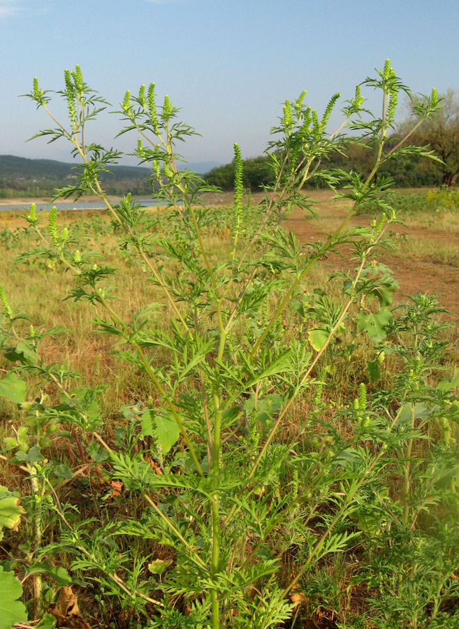 Изображение особи Ambrosia artemisiifolia.