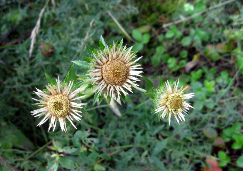 Image of Carlina fennica specimen.