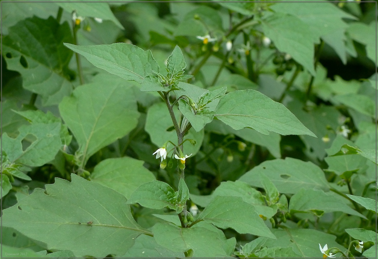 Image of Solanum nigrum specimen.