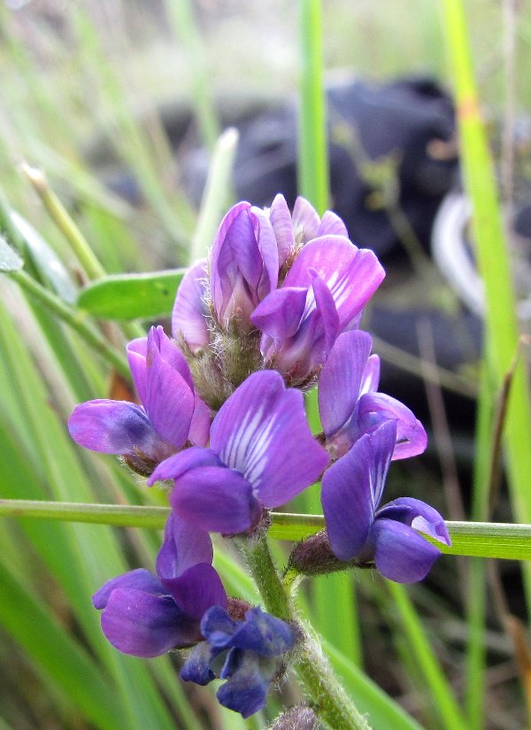 Изображение особи Oxytropis glabra.