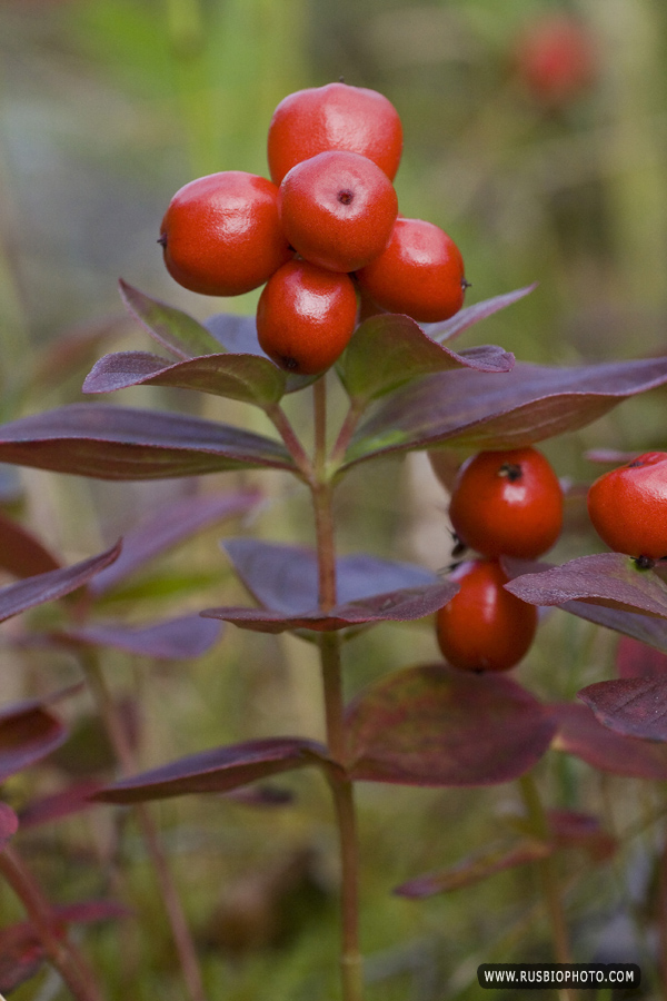 Изображение особи Chamaepericlymenum suecicum.