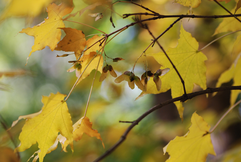 Image of Acer mono specimen.