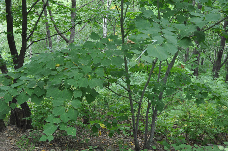 Image of Acer tegmentosum specimen.