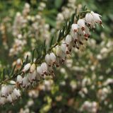 Erica &times; darleyensis