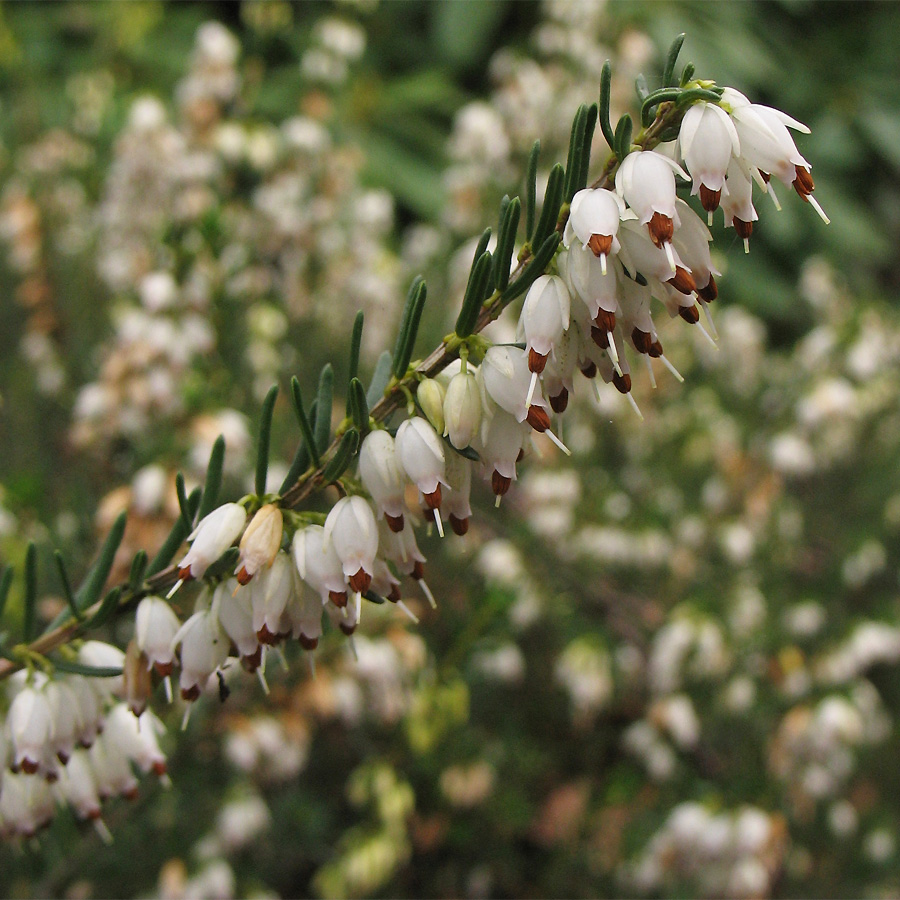 Изображение особи Erica &times; darleyensis.