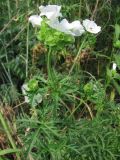 Malva moschata