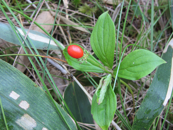 Изображение особи Chamaepericlymenum canadense.