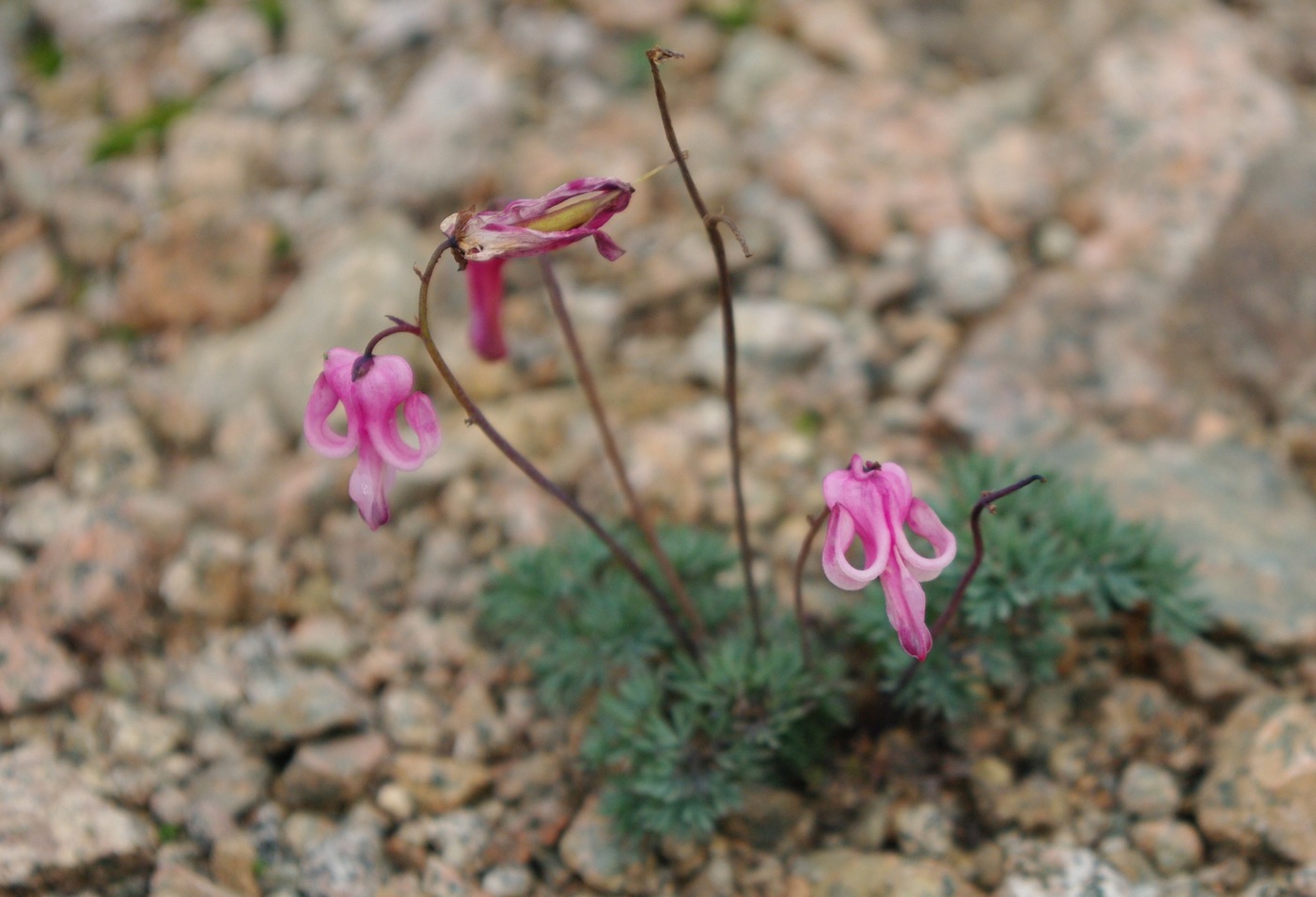 Изображение особи Dicentra peregrina.