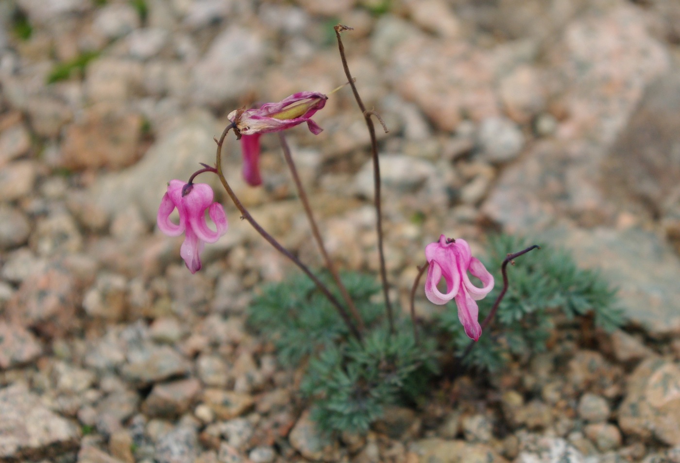 Image of Dicentra peregrina specimen.