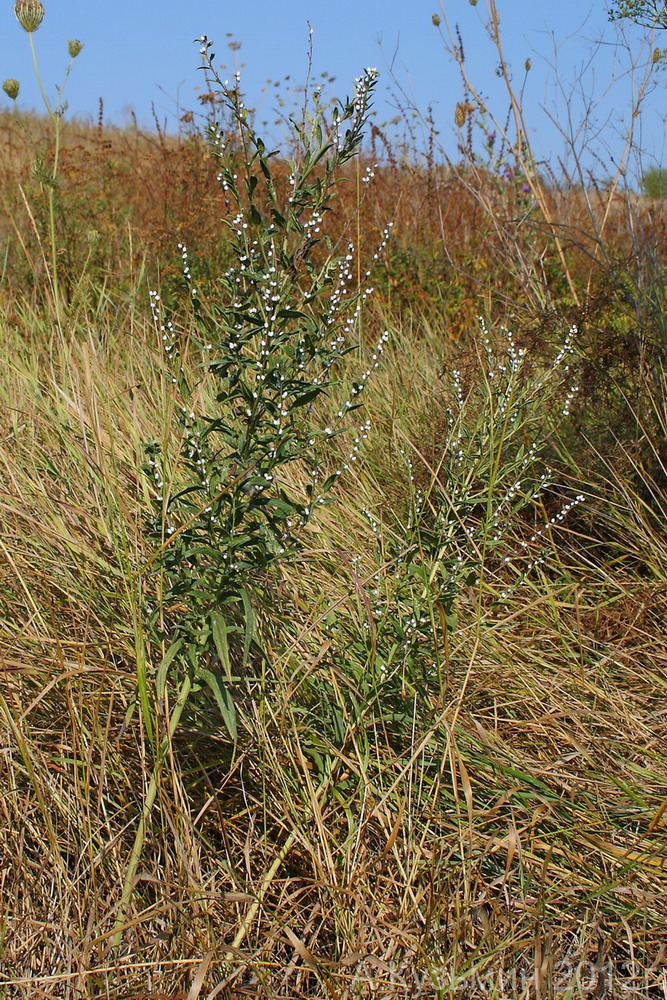 Изображение особи Lithospermum officinale.