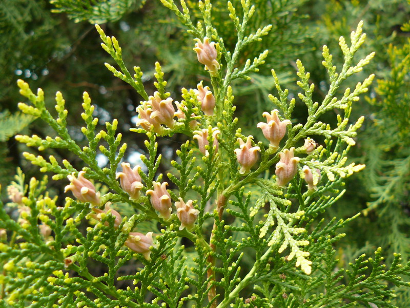 Изображение особи Platycladus orientalis.