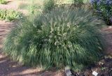 Pennisetum alopecuroides