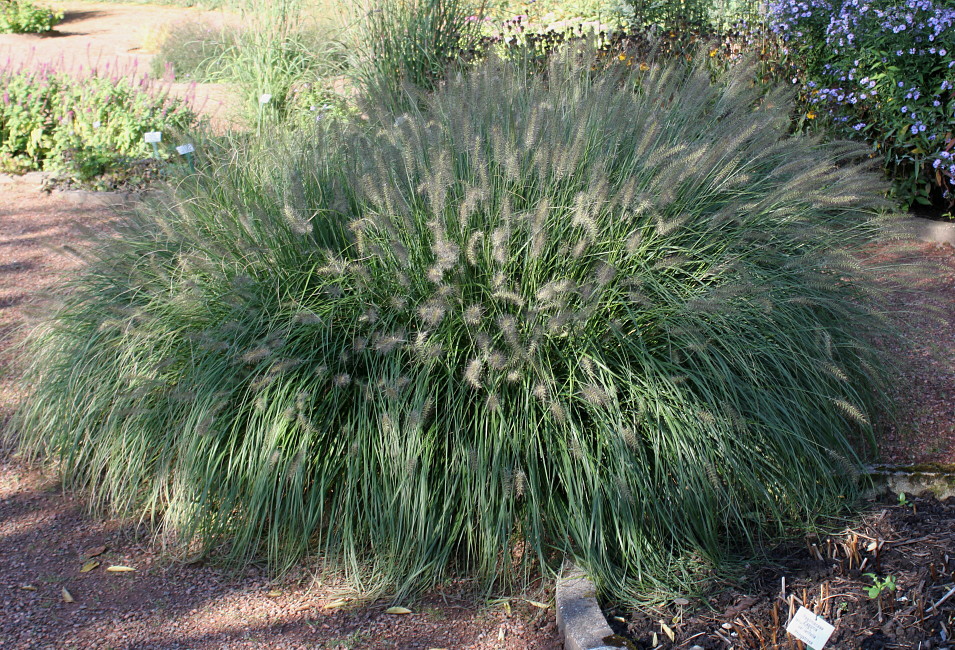 Изображение особи Pennisetum alopecuroides.