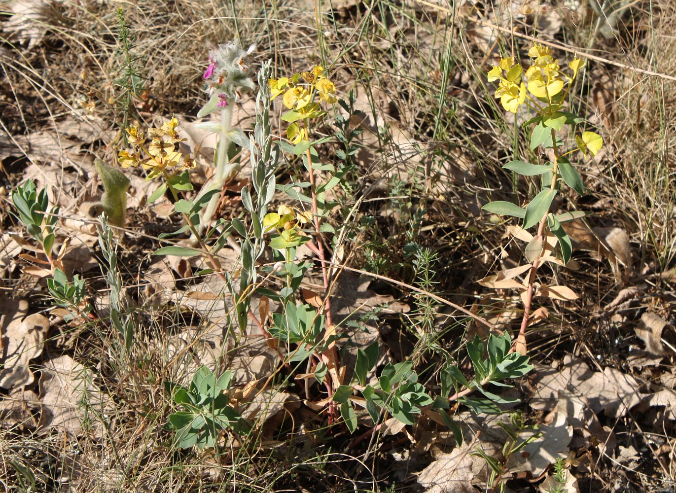 Image of Euphorbia goldei specimen.