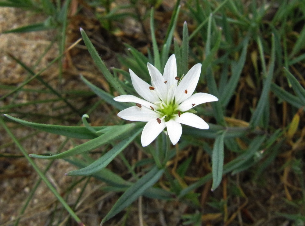Image of Stellaria dahurica specimen.