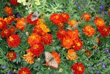 Tagetes patula