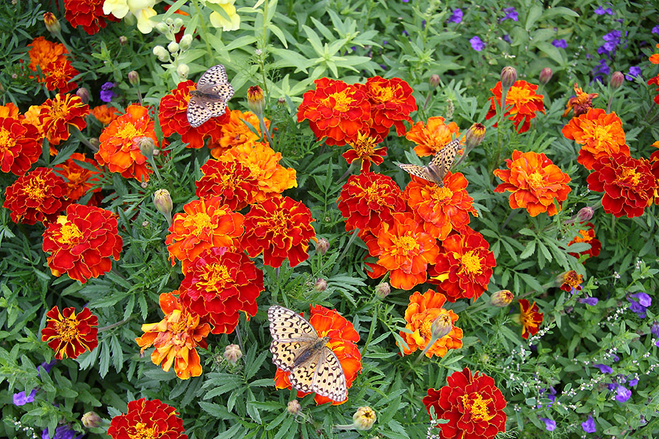 Image of Tagetes patula specimen.