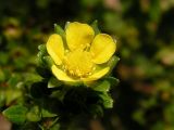 Potentilla norvegica. Цветок. Хабаровский край, Ванинский р-н, окр. пос. Высокогорный. 15.08.2012.