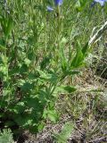 Veronica teucrium. Стебли. Краснодарский край, береговой склон р. Ея между станицами Кущёвская и Кисляковская. 17.05.2009.