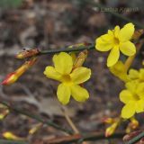 Jasminum nudiflorum