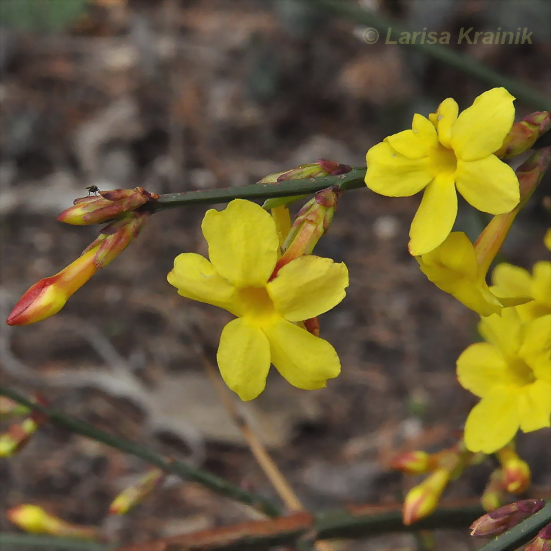 Image of Jasminum nudiflorum specimen.