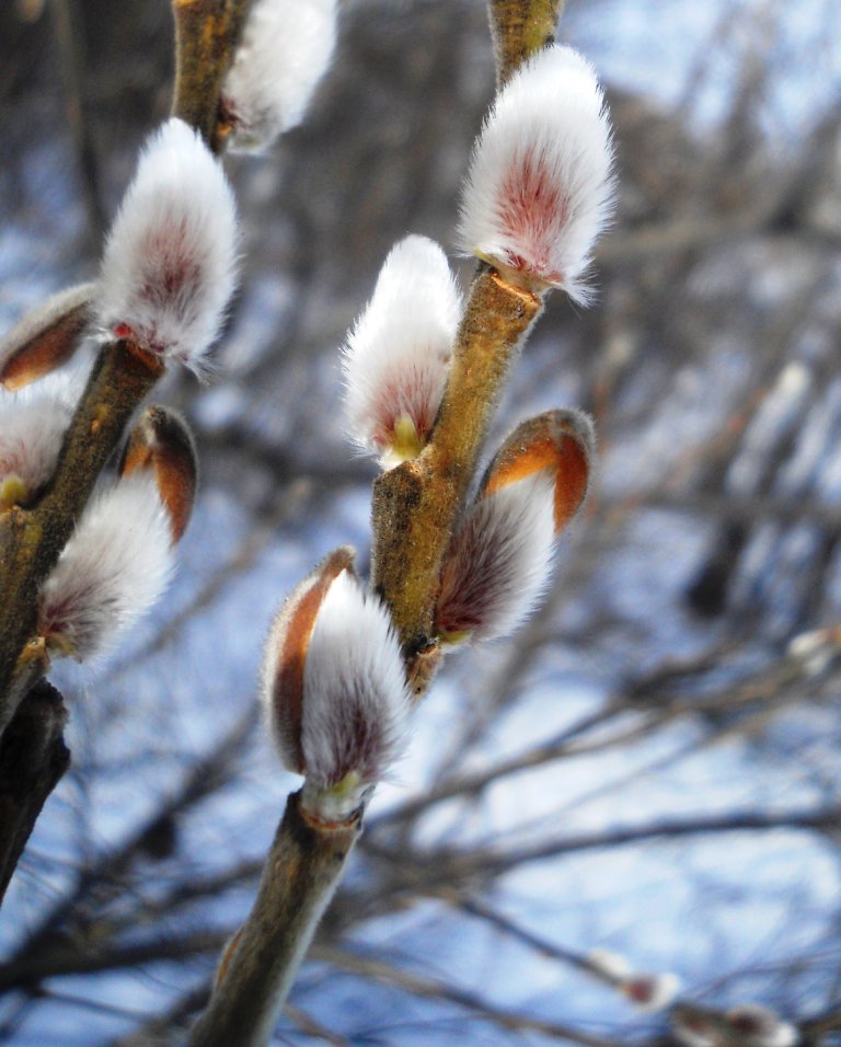 Image of Salix cinerea specimen.