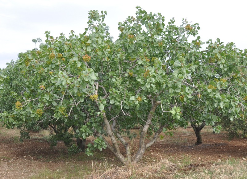 Image of Pistacia vera specimen.