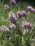 Orchis simia