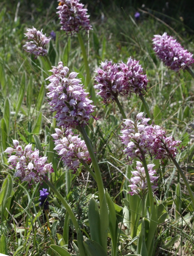 Image of Orchis simia specimen.