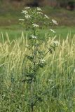 Conium maculatum. Цветущее растение. Ростовская обл., Неклиновский р-н, Новобессергеневское с/п, побережье Таганрогского зал. 30.05.2013.