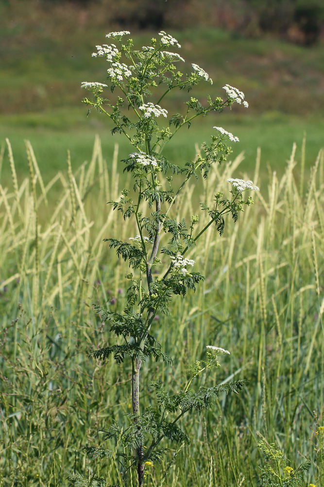 Изображение особи Conium maculatum.